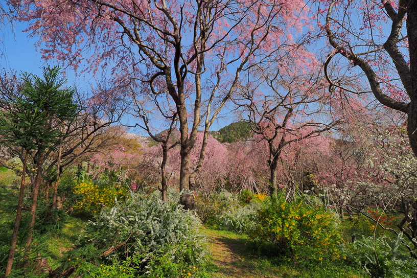 原谷苑（撮影日：2021年4月1日）