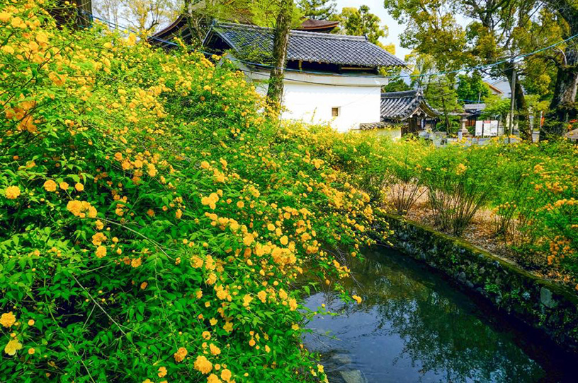 撮影日：2020年4月16日