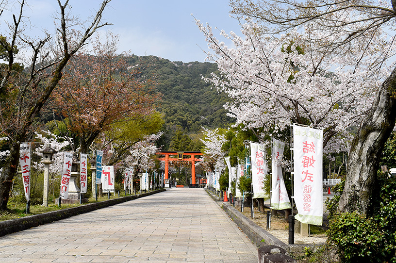 桜咲く参道（撮影日：2021年3月30日）