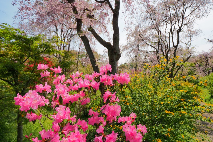 京都桜情報21 いま見頃の桜 花名所はドコ 4 9更新 そうだ 京都 行こう