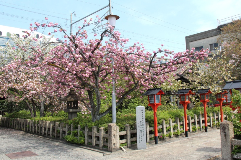 京都 桜 2021
