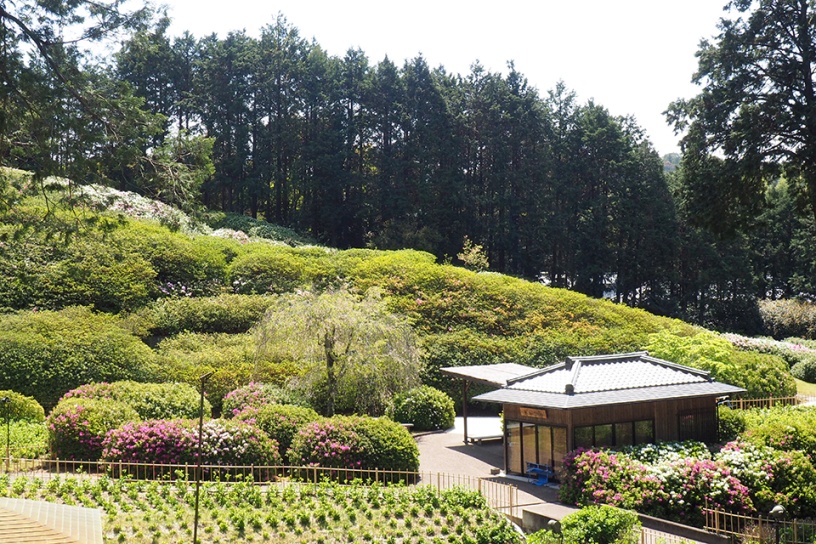 京都から癒しの花風景をお届け キリシマツツジ 山吹など そうだ 京都 行こう