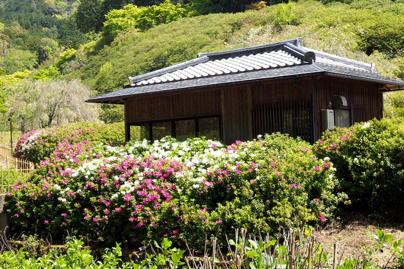 京都から癒しの花風景をお届け キリシマツツジ 山吹など そうだ 京都 行こう