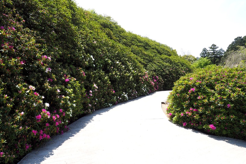 京都から癒しの花風景をお届け キリシマツツジ 山吹など そうだ 京都 行こう