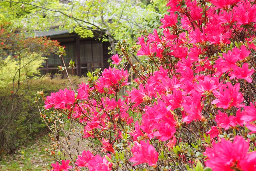 京都から癒しの花風景をお届け キリシマツツジ 山吹など そうだ 京都 行こう