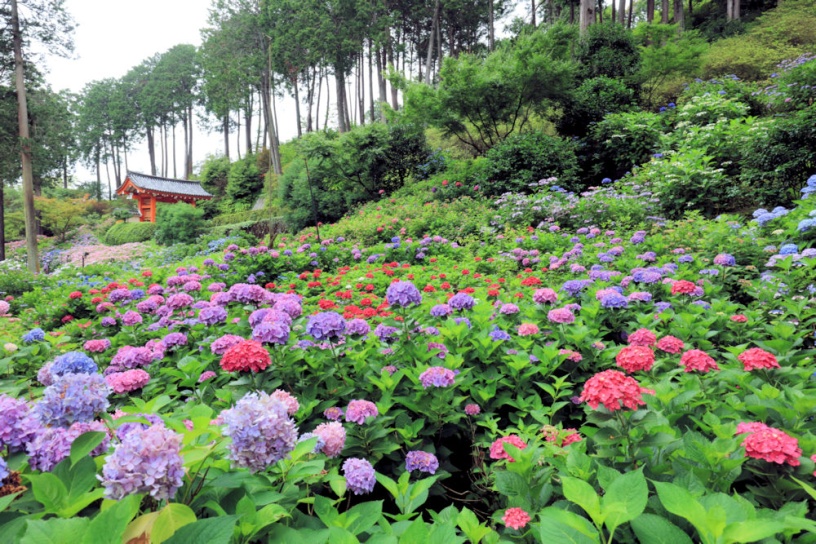 （撮影日：2020年6月26日）