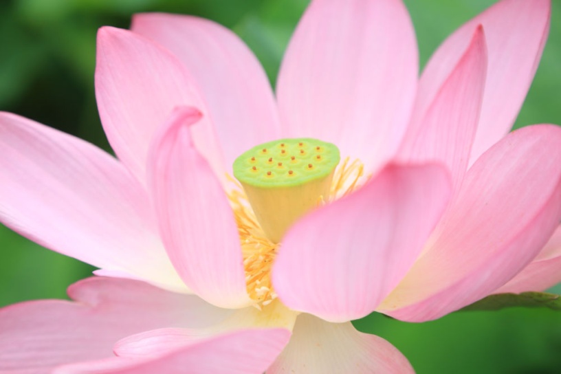 京都屈指の花名所 三室戸寺 の見どころガイド そうだ 京都 行こう