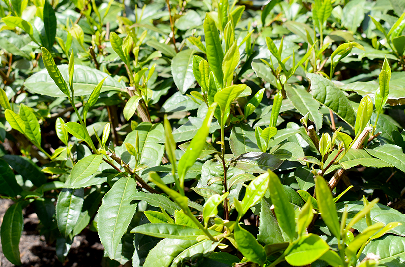 八十八夜を前にした茶の木。新芽がいっぱい。