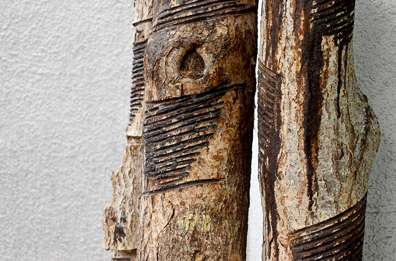 岩手県・浄法寺産のウルシの木。木肌に傷をつけ、染み出す樹液を「漆掻き職人」が採取します。
