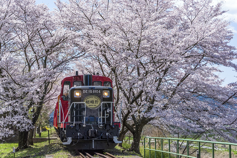 祝開業30周年 嵐山 亀岡を走る 嵯峨野トロッコ列車 の魅力に迫る そうだ 京都 行こう