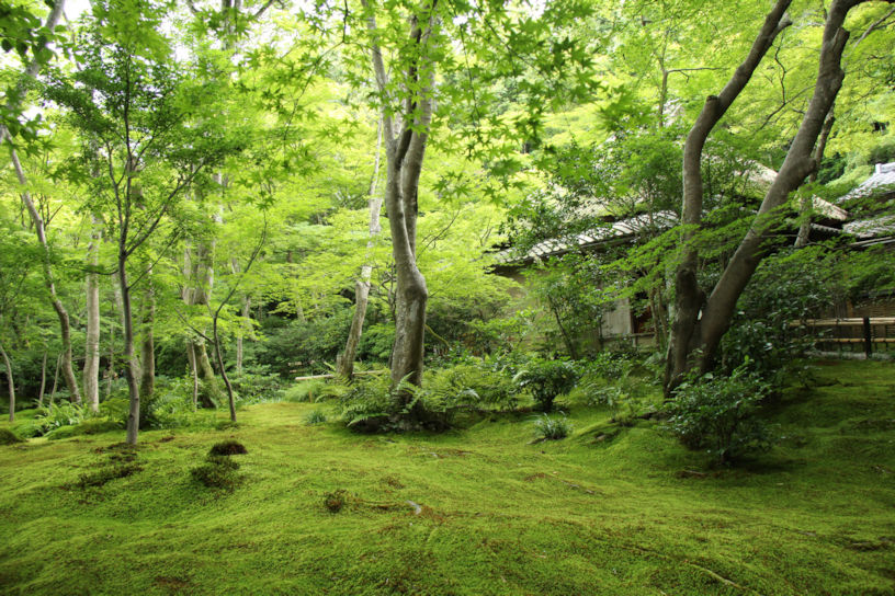 一面グリーンに包まれる境内。