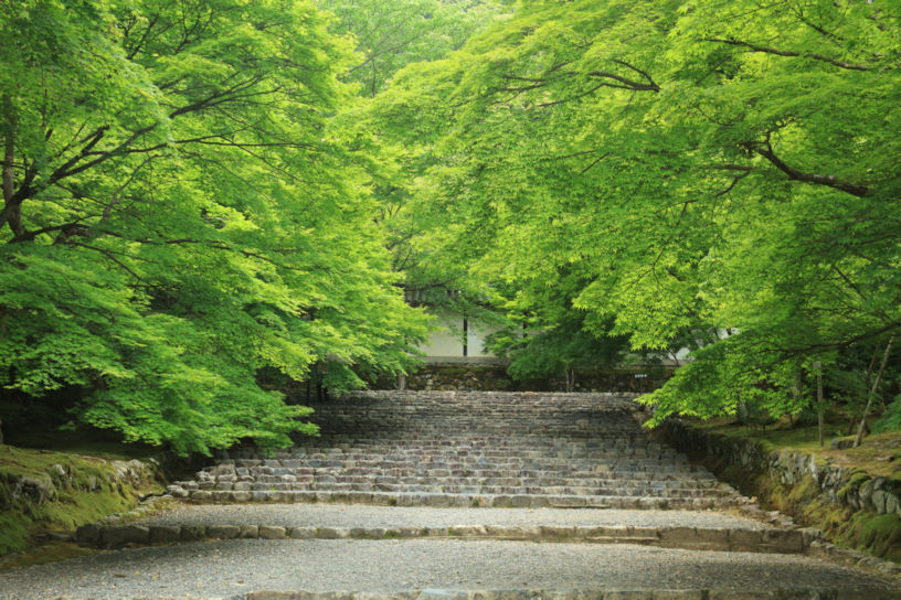 清々しい青もみじの参道。