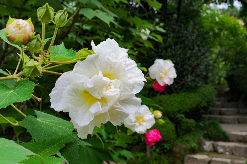 酔芙蓉（9月下旬撮影）