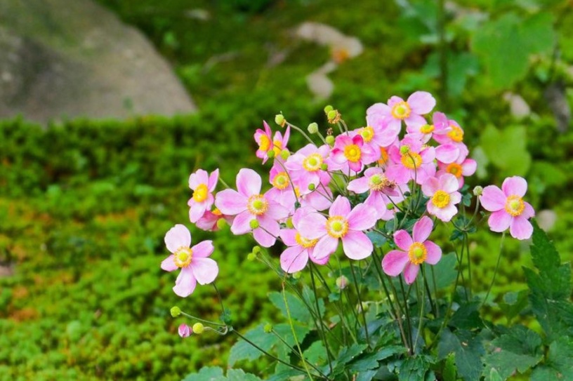 秋明菊（9月下旬撮影）