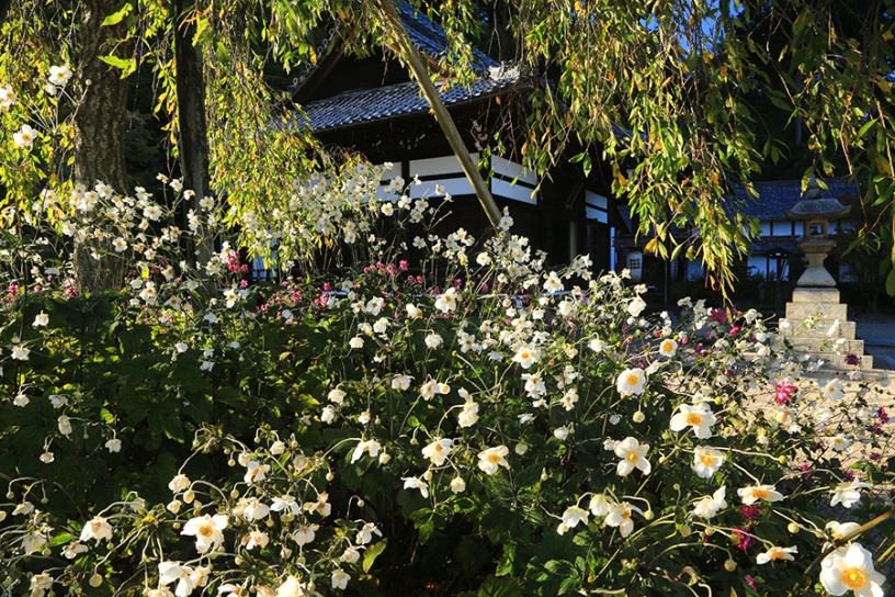 秋明菊（10月上旬撮影）