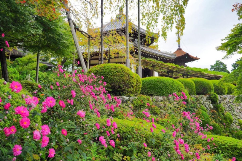 秋明菊（10月上旬撮影）