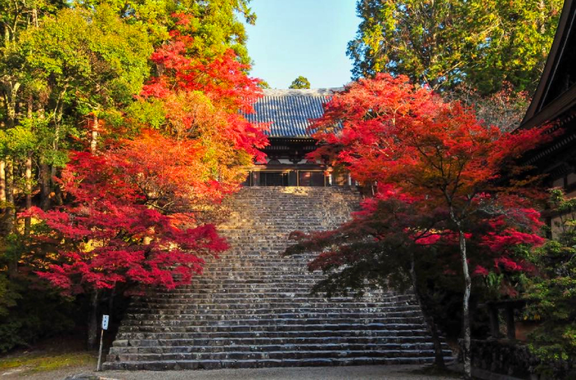 京都市内よりも一足早く赤く染まる、神護寺の紅葉。広い境内で場所を変えながら、長く見頃が続きます。
