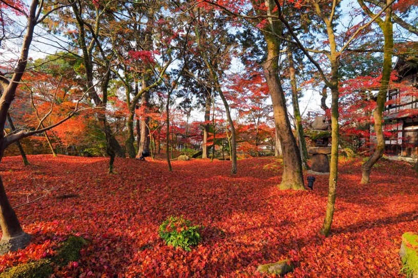 まもなく紅葉シーズン 京都紅葉情報21 更新スタートしました そうだ 京都 行こう