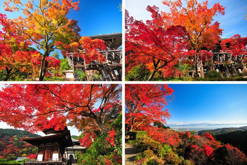 まもなく紅葉シーズン 京都紅葉情報21 更新スタートしました そうだ 京都 行こう