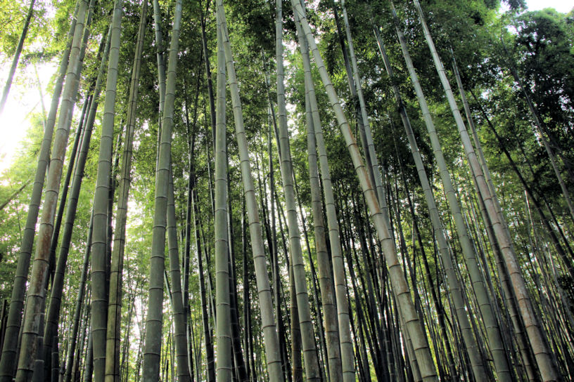 時折聞こえる、サラサラとした“竹の葉ずれの音”も心地よいです。