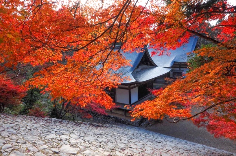 この秋は高雄エリアへ！ 「高雄もみじちゃん祭り2021」＆アクセスをご案内｜そうだ 京都、行こう。