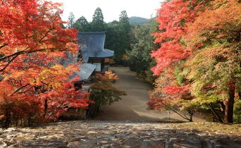 高雄紅葉さんぽ2021