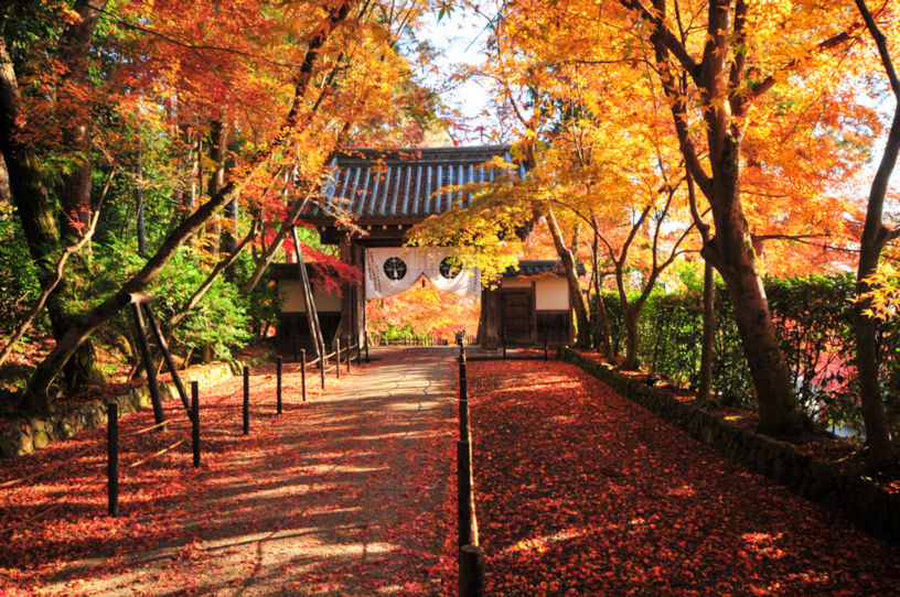 まだ楽しめる！ この週末、おすすめの京都紅葉スポットはドコ！？（2021/12/03更新）｜そうだ 京都、行こう。