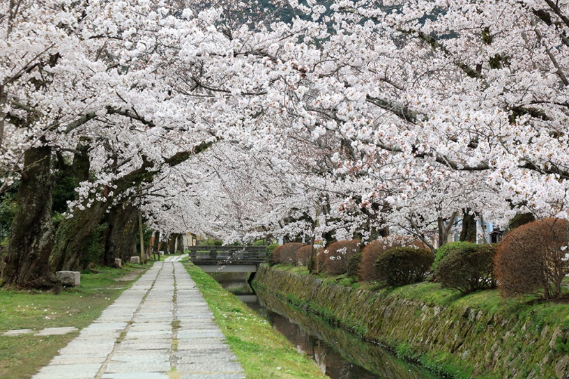 桜のトンネルが続きます