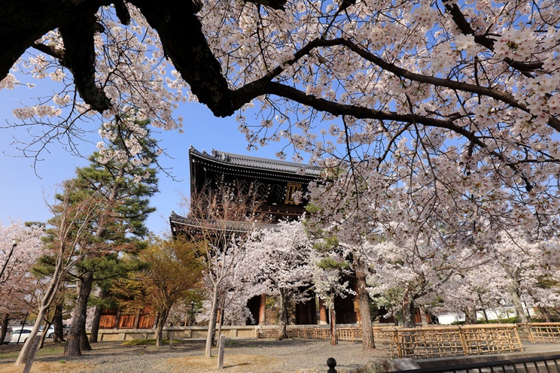 山門の周りに桜が多く植わります