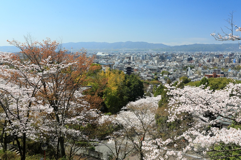 定番 とあわせて巡りたい 京都 穴場 の桜スポット そうだ 京都 行こう