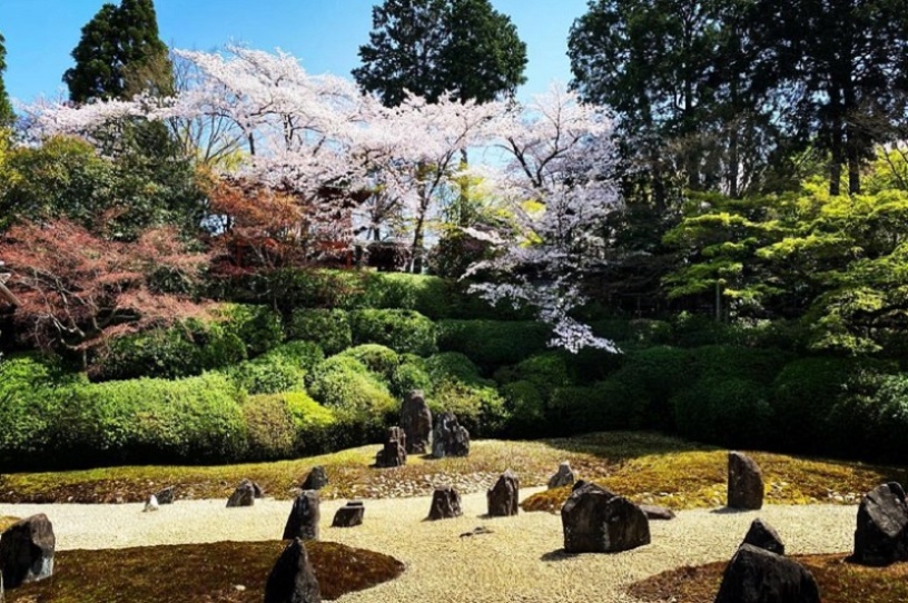 石庭を見下ろすように咲く桜