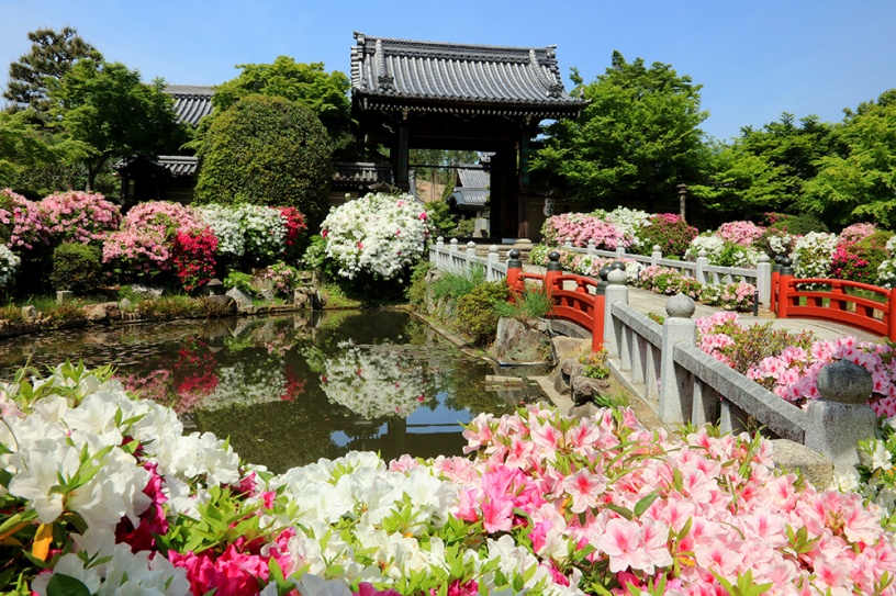 今年は京都を彩る 花 にご注目を 花咲く京都 キャンペーンが始まります そうだ 京都 行こう