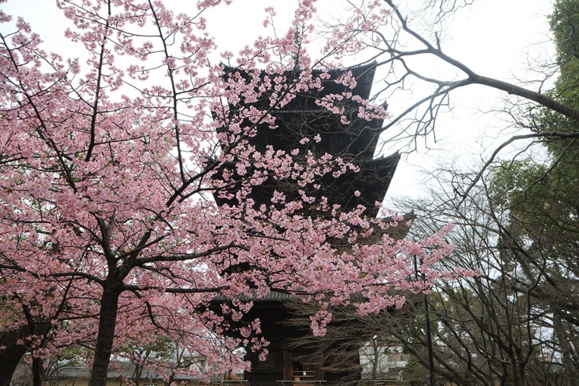 東寺 河津桜（撮影日：2021年3月5日）