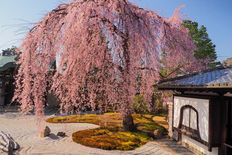 高台寺（撮影日：2021年3月23日）