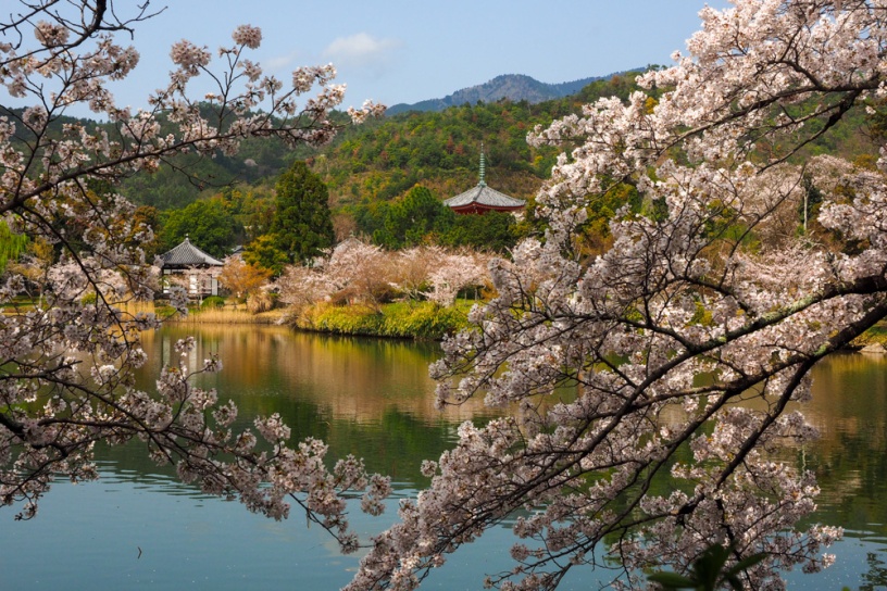 春はすぐそこ！ 「京都 桜の名所開花情報2022」更新スタートしました