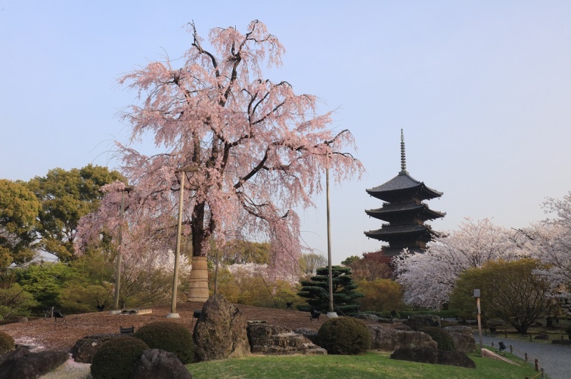 東寺 しだれ桜（撮影日：2021年3月29日）
