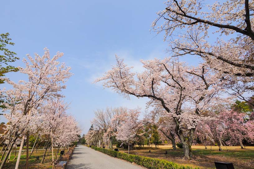 二条城 ソメイヨシノ（撮影日：2021年3月30日）