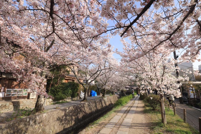 春はすぐそこ 京都 桜の名所開花情報22 更新スタートしました そうだ 京都 行こう