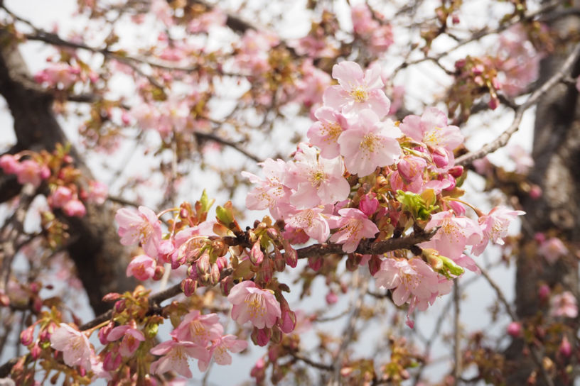 三条大橋 河津桜が少しずつ咲き始めています。（撮影日：2022年3月5日）
