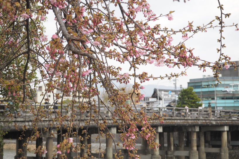 全体で見ると、まだつぼみが多い。（撮影日：2022年3月5日）