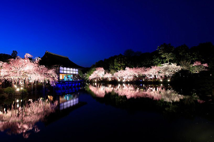 春の京都 おすすめ桜ライトアップと夜間特別拝観 2023｜そうだ 京都