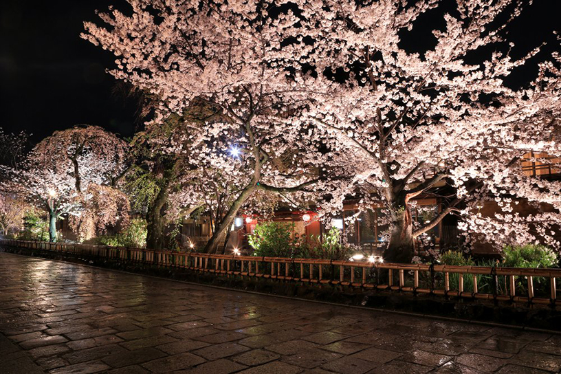 春の京都 おすすめ桜ライトアップと夜間特別拝観 22 そうだ 京都 行こう