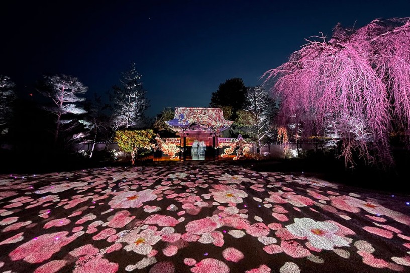 しだれ桜とプロジェクションマッピング（昨年のイメージ）。今年はどんな光景が待ち受けているのでしょう♪