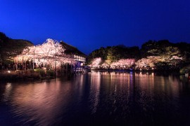 春の京都 おすすめ桜ライトアップと夜間特別拝観 22 そうだ 京都 行こう