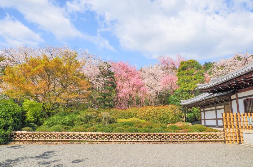 桜美しい涅槃堂周辺（2020年4月6日撮影）