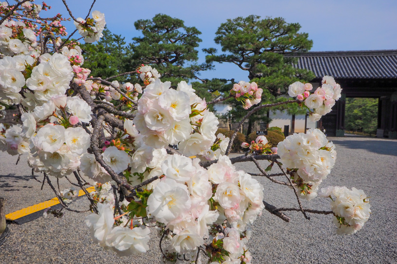 桜の園のサトザクラ（撮影日：2022年4月7日）