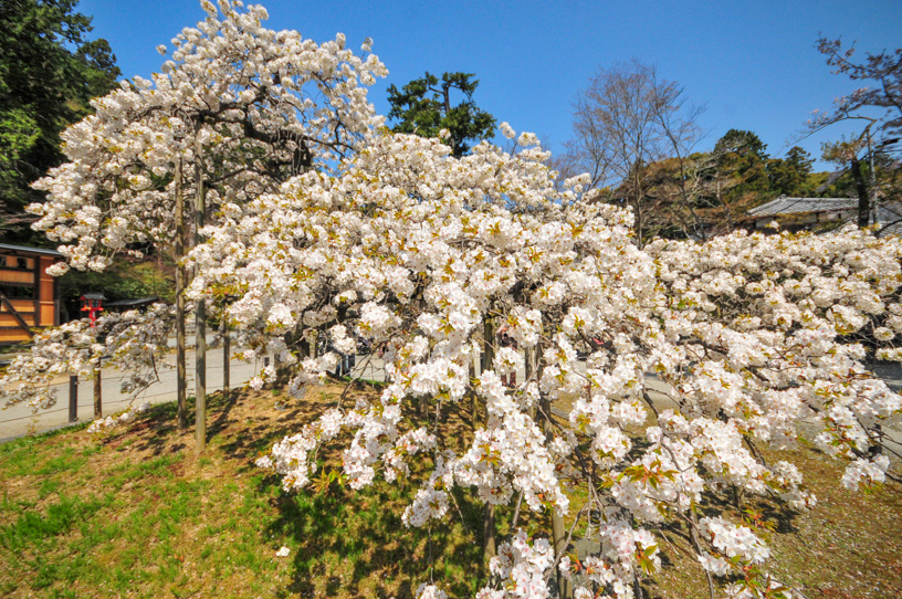 大原野神社 千眼桜（撮影日：2022年4月8日）