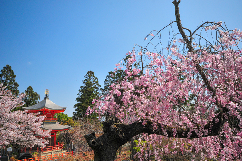 正法寺 遍照塔付近のしだれ桜（撮影日：2022年4月8日）