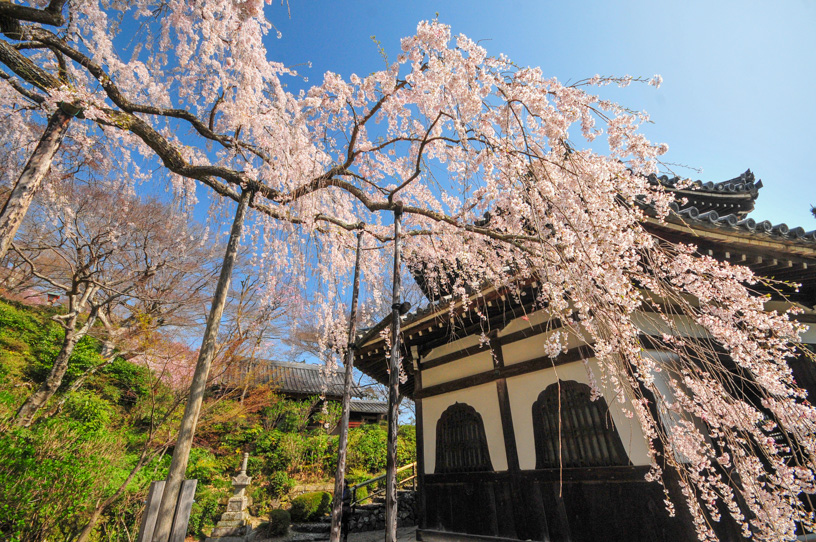 善峯寺 桂昌院お手植えの桜（撮影日：2022年4月8日）