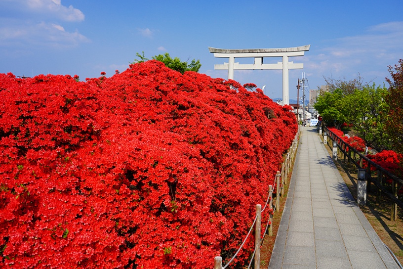 いま訪ねたい 京都 見頃の花名所 22 4 22更新 そうだ 京都 行こう